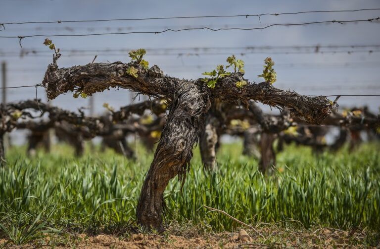 Familia Torres se compromete con la viticultura regenerativa para combatir el cambio climático