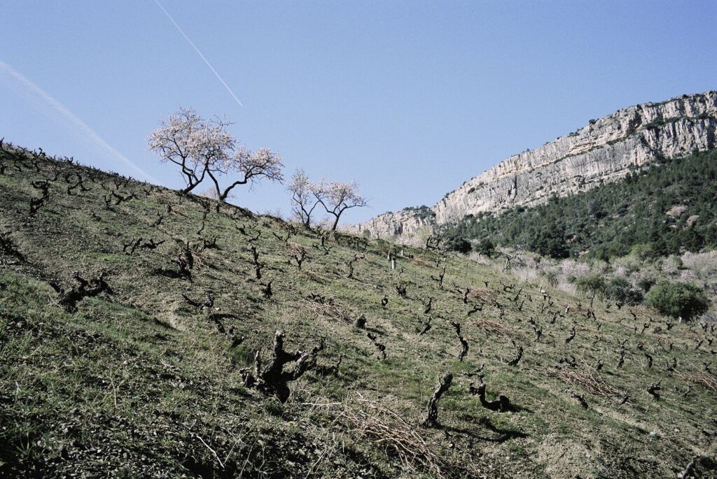 Familia Torres renueva la imagen de Perpetual, su emblemático vino del Priorat