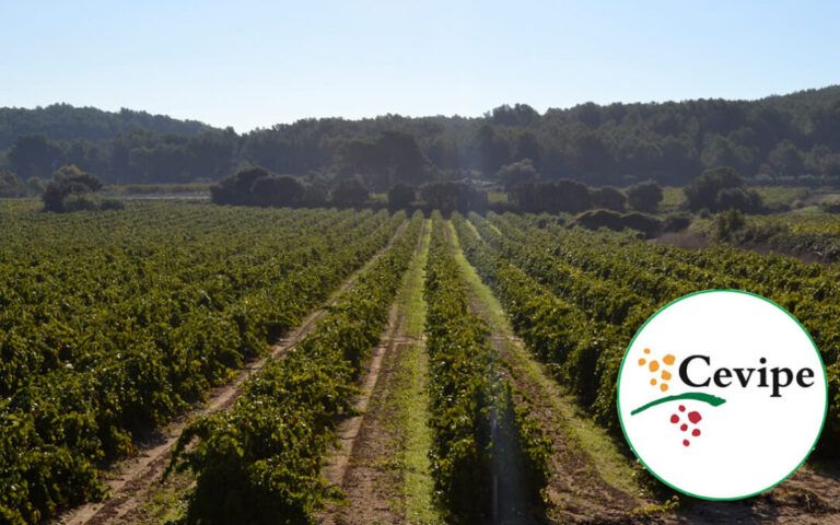 Cevipe Grup Cooperatiu i Castell d’Or consolidan su estrategia de crecimiento con la incorporación de tres nuevas cooperativa