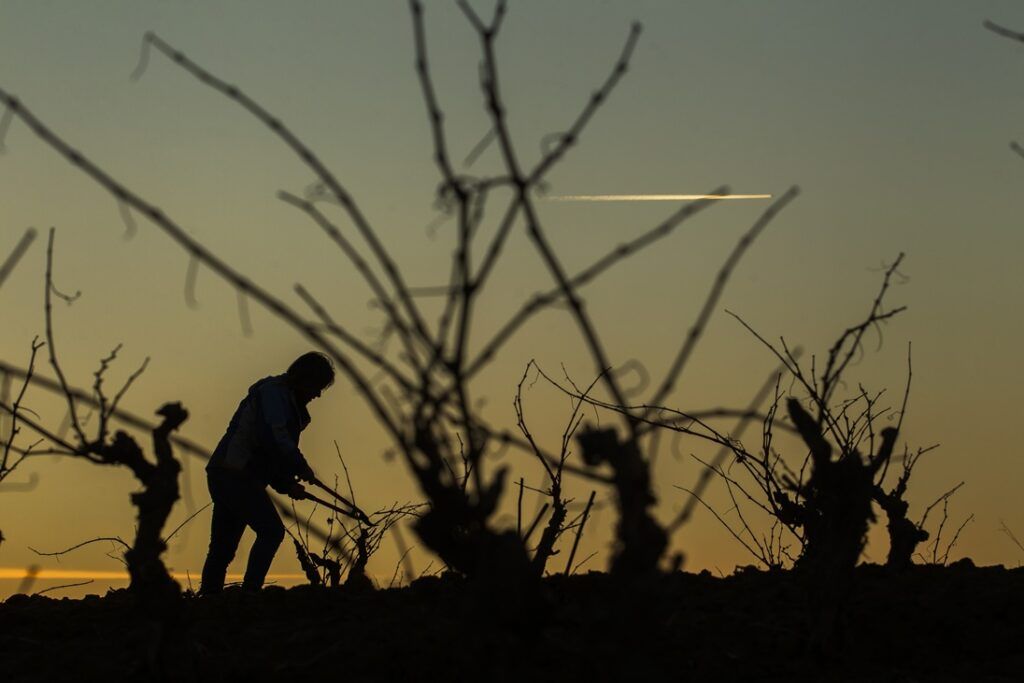 Nuevo espaldarazo a la diferenciación de Rioja