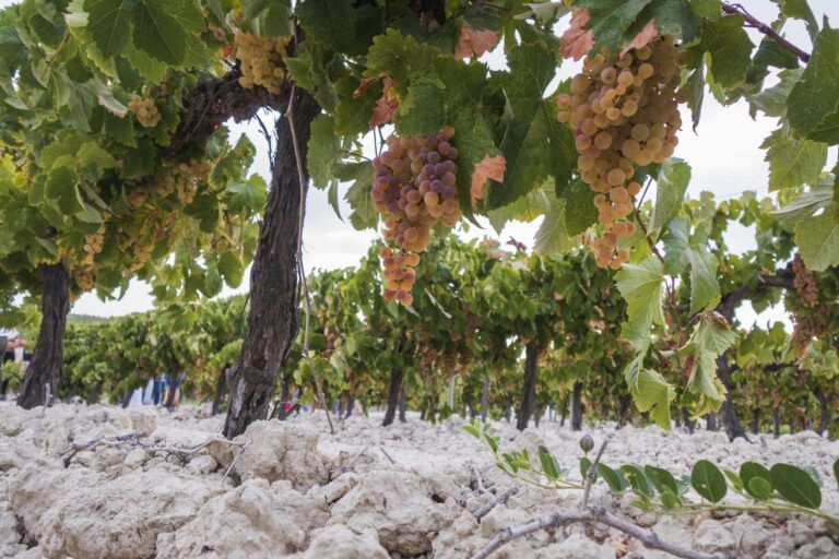 González Byass inicia su primera vendimia ecológica en la D.O. Jerez