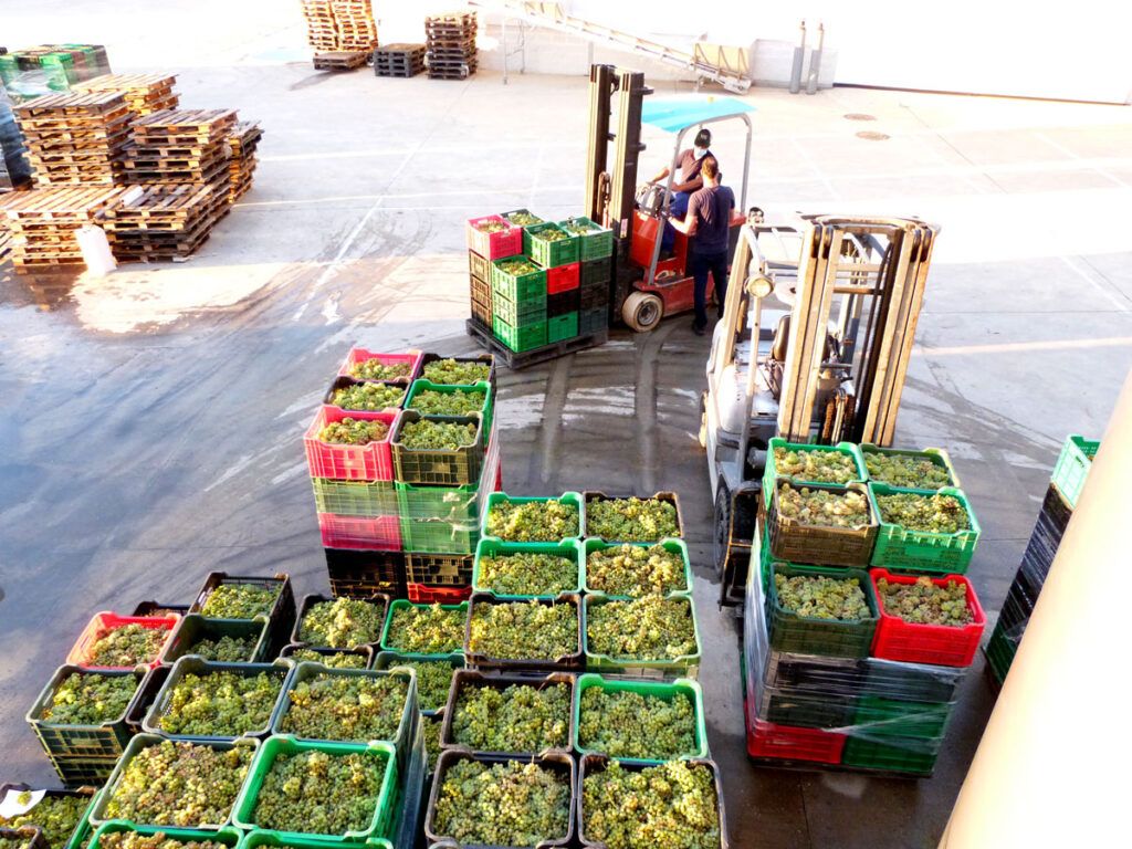 La D.O. Rías Baixas supera el ecuador de la vendimia con 28 millones de kilos recogidos