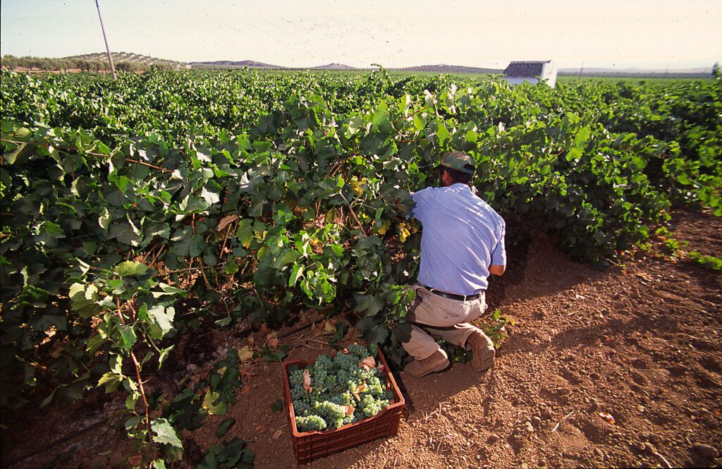 Málaga inicia la vendimia 2022 con las variedades de uva Moscatel de Alejandría y Moscatel Morisco.