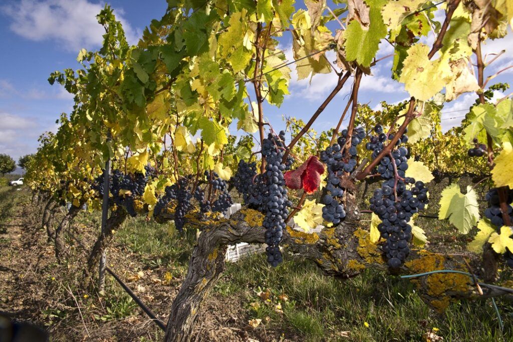 Bodega Otazu inicia su vendimia más temprana de la historia