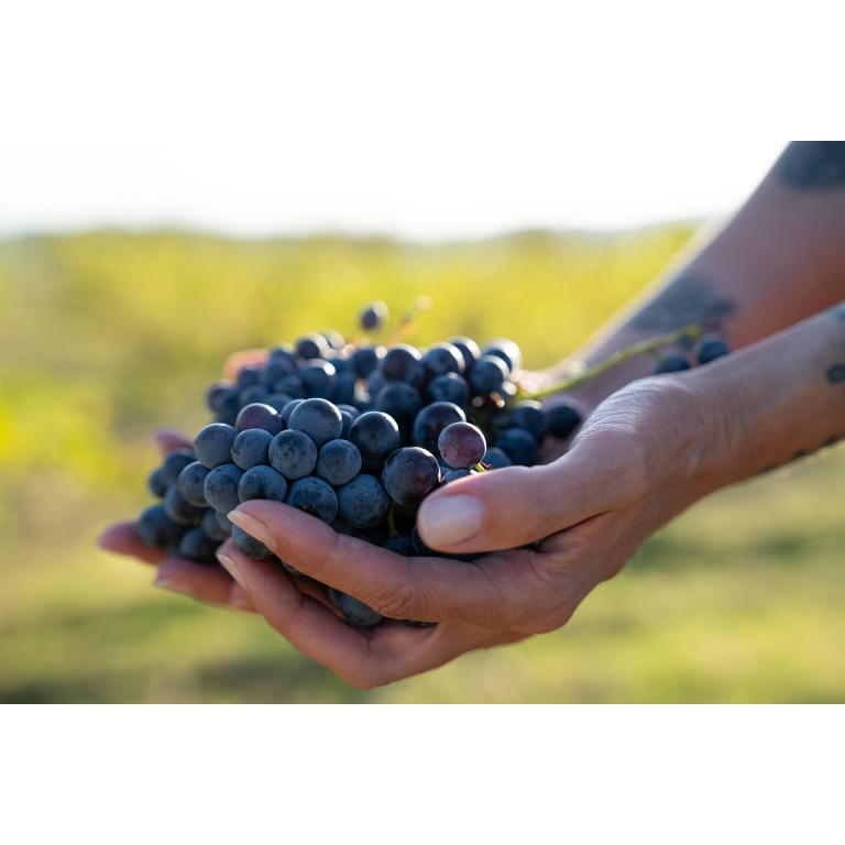 La DOP Calatayud cierra su vendimia con 7,5 Millones de kilos de uvas recogidas, de muy alta calidad La DOP Calatayud cierra su vendimia con 7,5 Millones de kilos de uvas recogidas, de muy alta calidad