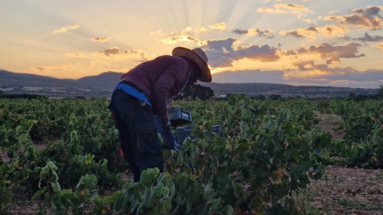 Vendimia 2025 en DO Almansa: excelente sanidad de la uva, adelanto en la cosecha y perspectivas muy positivas para la añada