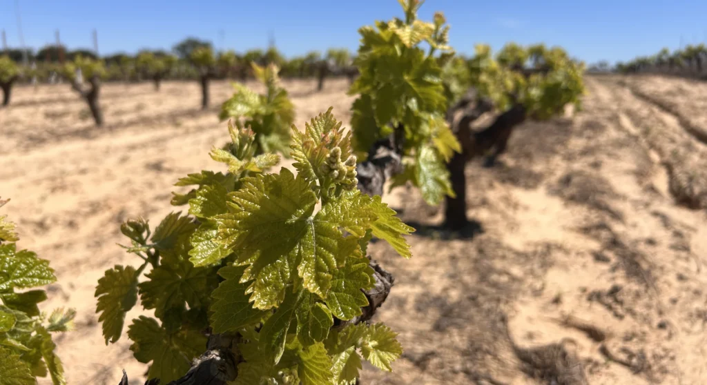 Cuaresma en el Condado de Huelva: vinos y patrimonio cultural