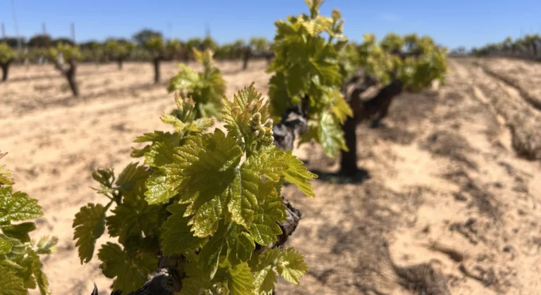 Cuaresma en el Condado de Huelva: vinos y patrimonio cultural