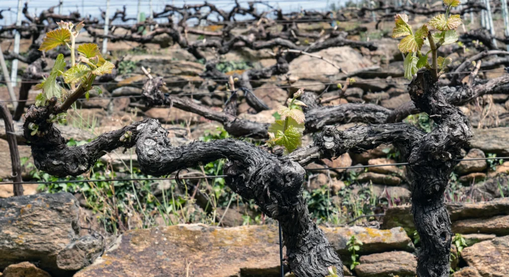 El consejo regulador de la Ribeira Sacra tramitará las ayudas para la reestruccturación y reconversión de la viña