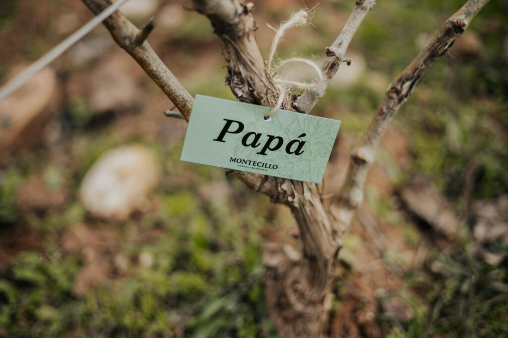 Con motivo del día del padre Bodegas Montecillo te invita a formar parte de su viñedo ecológico unnamed