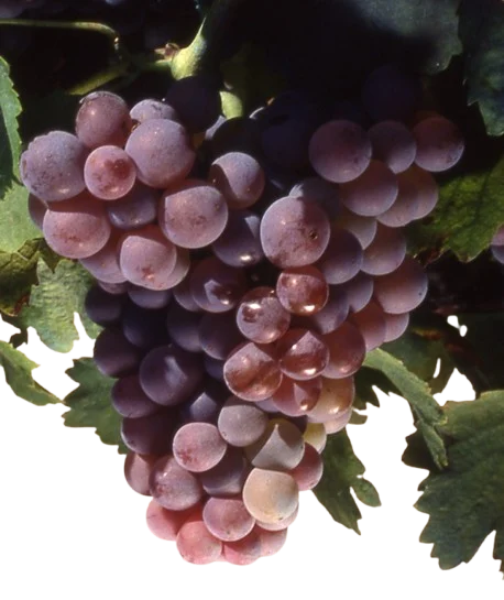 Garnacha Gris