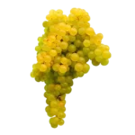 Uva