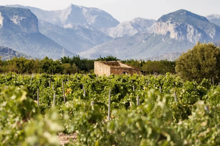 La DO Binissalem en Madrid, presente en Salón Gourmets 2026 y en el 1er Curso de Embajadores de Vinos de Pequeñas D.O.’s