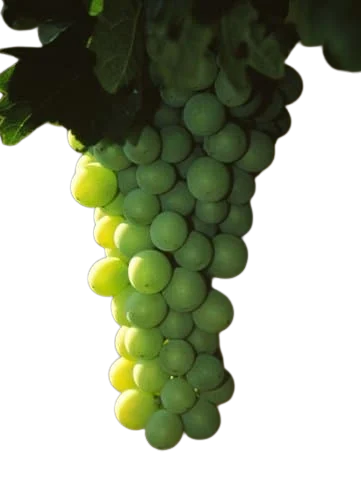 Cayetana Blanca