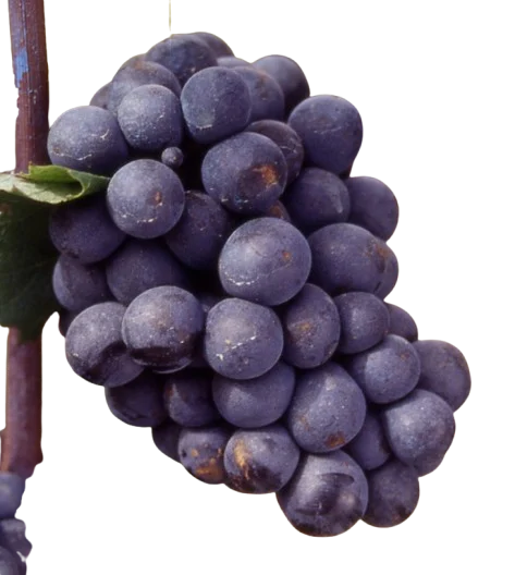 Gamay