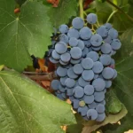 Uva
