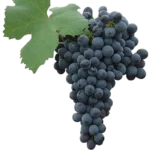 Uva
