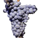 Uva