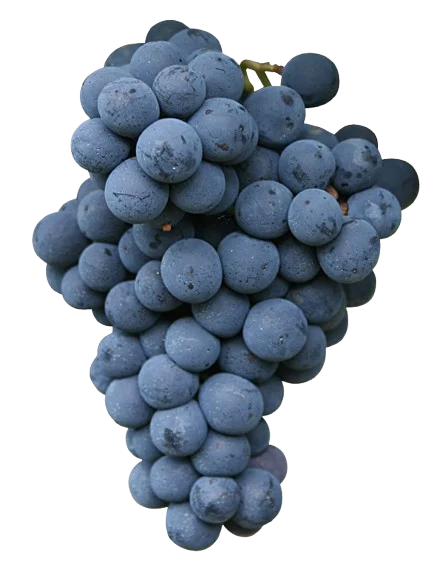 Cabernet Franc