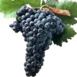 Uva