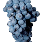 Uva