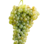 Uva