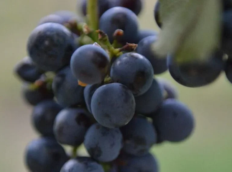 Berués: una variedad histórica de la Cuenca de Pamplona vuelve a hacerse vino en Otazu, legado de tierra y futuro