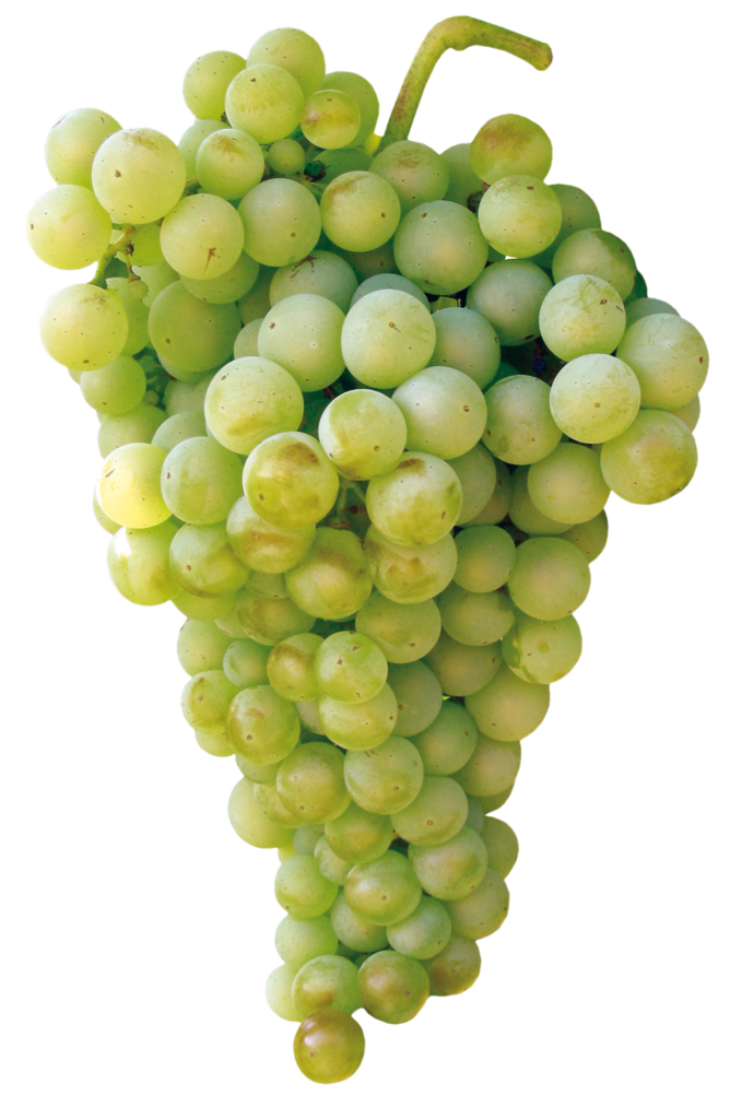 Airén
